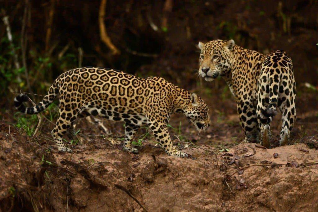 Safári Fotográfico no Pantanal com a Pousada Piuval
