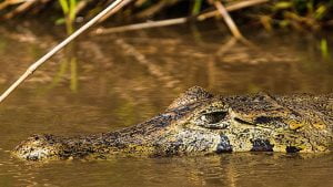 Jacare do pantanal Animais do Pantanal
