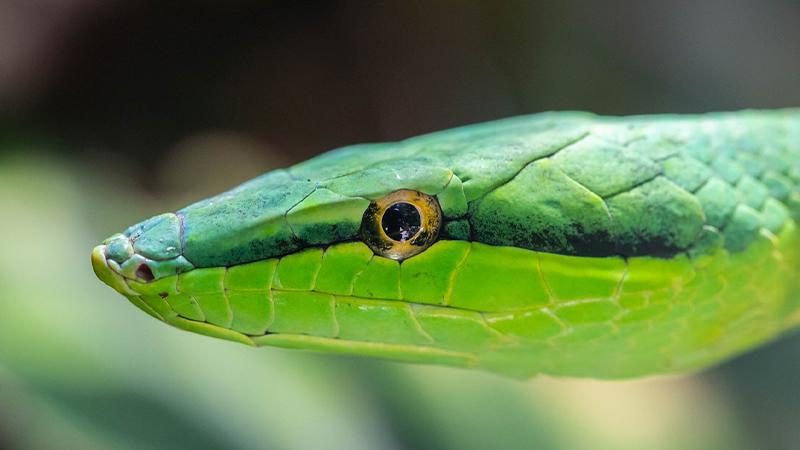 Saiba quais sao as cobras do Pantanal pousada piuval