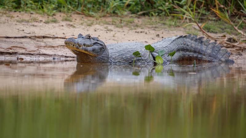 o pantanal na temporada cheia um ecossistema unico para explorar