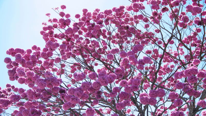 Ipê-roxo: a árvore símbolo do Pantanal