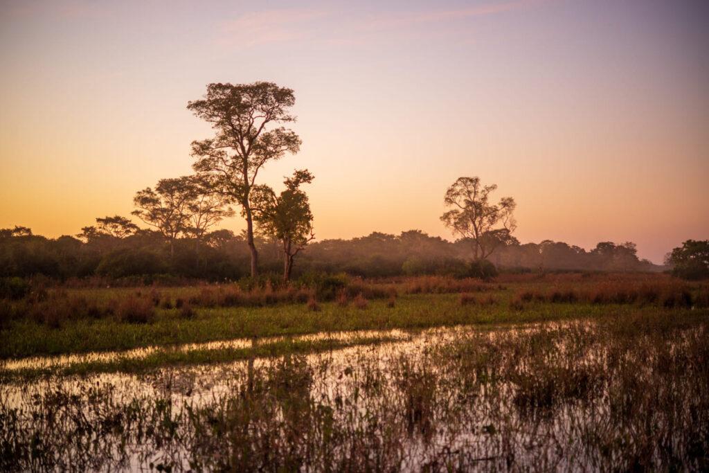 Pantanal