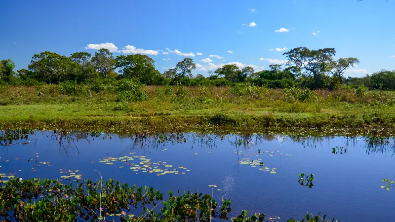 Férias de verão no Pantanal: uma experiência única na Pousada Piuval