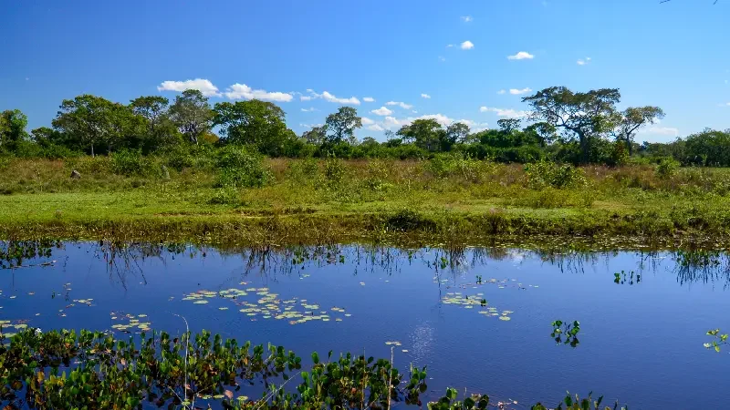 Férias de verão no Pantanal: uma experiência única na Pousada Piuval